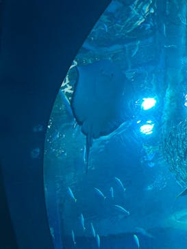 アクアワールド茨城県大洗水族館に投稿された画像（2026/2/7）