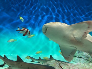 アクアワールド茨城県大洗水族館に投稿された画像（2026/2/7）