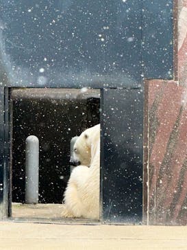恩賜上野動物園に投稿された画像（2026/2/7）