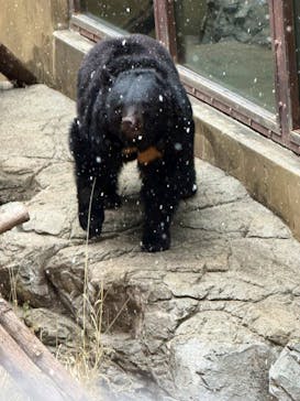 恩賜上野動物園に投稿された画像（2026/2/7）
