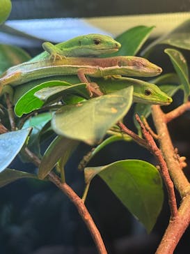 恩賜上野動物園に投稿された画像（2026/2/7）