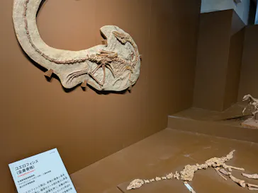 特別展「大絶滅展―生命史のビッグファイブ」に投稿された画像（2026/2/7）