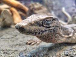 体感型動物園iZooに投稿された画像（2026/2/7）