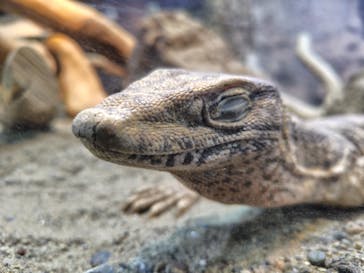 体感型動物園iZooに投稿された画像（2026/2/7）