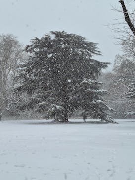 新宿御苑に投稿された画像（2026/2/8）
