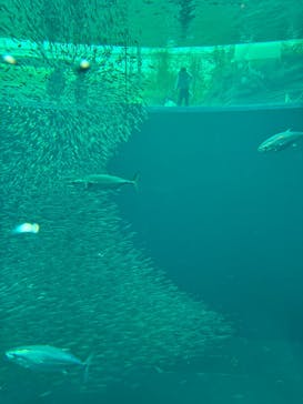 環境水族館アクアマリンふくしまに投稿された画像（2026/2/8）