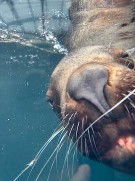 環境水族館アクアマリンふくしまに投稿された画像（2026/2/8）