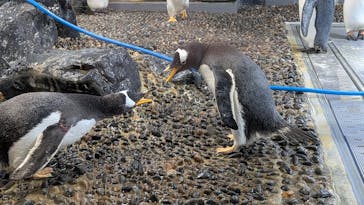 越前松島水族館に投稿された画像（2026/2/8）