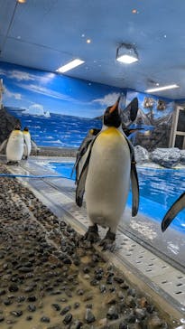 越前松島水族館に投稿された画像（2026/2/8）