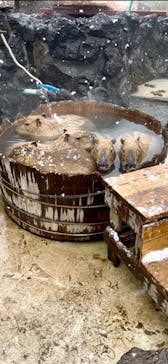 伊豆シャボテン動物公園に投稿された画像（2026/2/8）