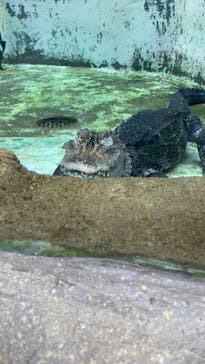 熱川バナナワニ園に投稿された画像（2026/2/8）