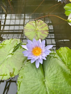 熱川バナナワニ園に投稿された画像（2026/2/8）