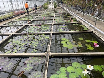 熱川バナナワニ園に投稿された画像（2026/2/8）