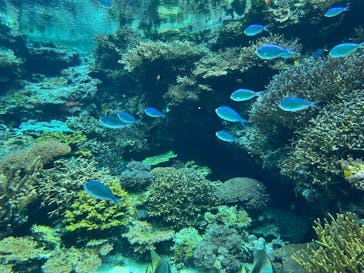 沖縄美ら海水族館に投稿された画像（2026/2/8）