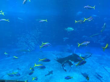 沖縄美ら海水族館に投稿された画像（2026/2/8）