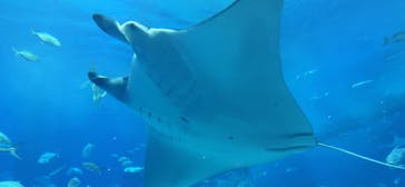 沖縄美ら海水族館に投稿された画像（2026/2/8）