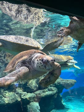 名古屋港水族館に投稿された画像（2026/2/8）