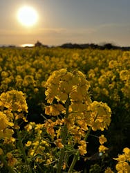 長井海の手公園ソレイユの丘に投稿された画像（2026/2/8）