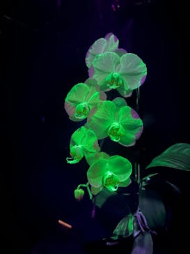 世界らん展2026-花と緑の祭典-に投稿された画像（2026/2/8）