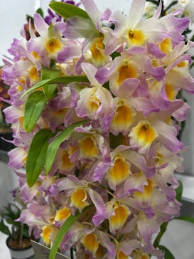 世界らん展2026-花と緑の祭典-に投稿された画像（2026/2/8）