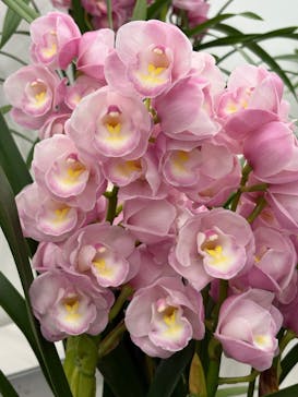 世界らん展2026-花と緑の祭典-に投稿された画像（2026/2/8）