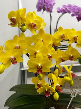 世界らん展2026-花と緑の祭典-に投稿された画像（2026/2/8）