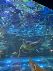 しながわ水族館に投稿された画像（2026/2/8）