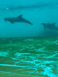 しながわ水族館に投稿された画像（2026/2/8）