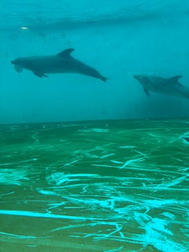 しながわ水族館に投稿された画像（2026/2/8）