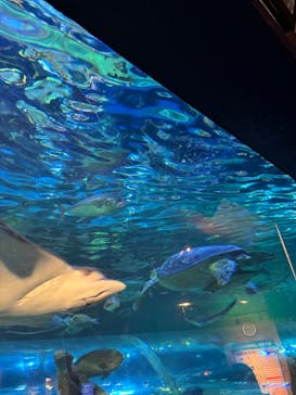 しながわ水族館に投稿された画像（2026/2/8）