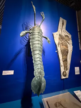 特別展「大絶滅展―生命史のビッグファイブ」に投稿された画像（2026/2/8）