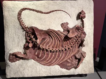 特別展「大絶滅展―生命史のビッグファイブ」に投稿された画像（2026/2/8）