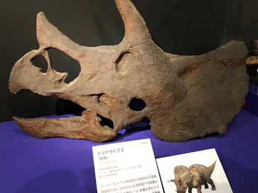 特別展「大絶滅展―生命史のビッグファイブ」に投稿された画像（2026/2/8）