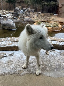 那須どうぶつ王国に投稿された画像（2026/2/8）