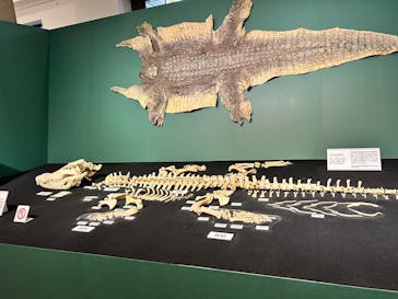 国立科学博物館に投稿された画像（2026/2/8）