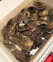 三重県真珠に投稿された画像（2026/2/8）