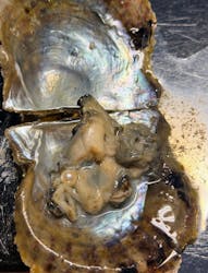 三重県真珠に投稿された画像（2026/2/8）