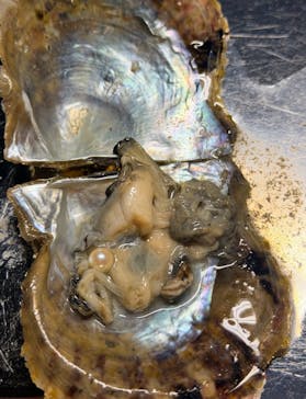 三重県真珠に投稿された画像（2026/2/8）