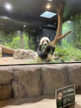 恩賜上野動物園に投稿された画像（2026/2/8）