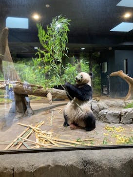 恩賜上野動物園に投稿された画像（2026/2/8）