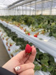 やすださん家のスイーツ園に投稿された画像（2026/2/8）