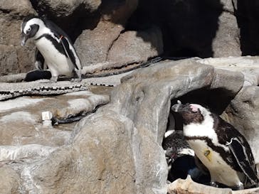 サンシャイン水族館に投稿された画像（2026/2/8）