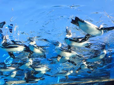 サンシャイン水族館に投稿された画像（2026/2/8）