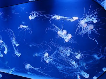 サンシャイン水族館に投稿された画像（2026/2/8）