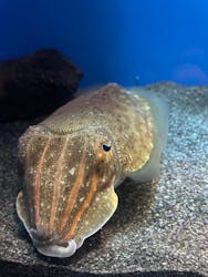 サンシャイン水族館に投稿された画像（2026/2/8）