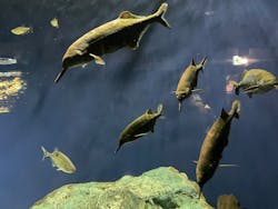 サンシャイン水族館に投稿された画像（2026/2/8）