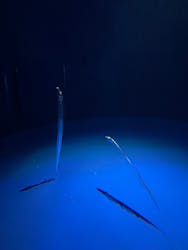 サンシャイン水族館に投稿された画像（2026/2/8）