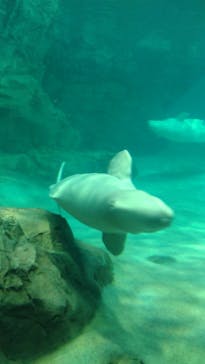 名古屋港水族館に投稿された画像（2026/2/8）