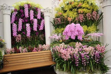 世界らん展2026-花と緑の祭典-に投稿された画像（2026/2/8）