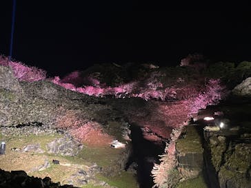 今帰仁城跡に投稿された画像（2026/2/8）